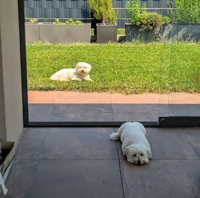 Babù and Penny, my two maltese dogs.